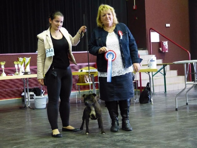 Diamond Stafford - Terrier show Luxembourg 2016