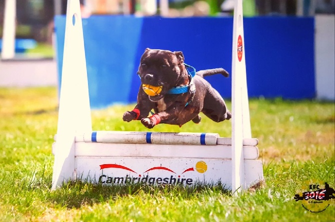 Diamond Stafford - EFC Championnat d Europe de flyball