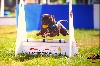  - EFC Championnat d Europe de flyball