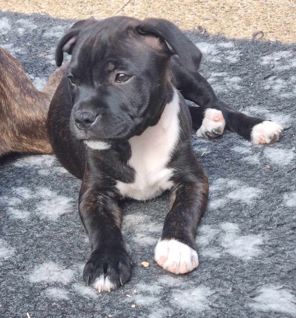 Diamond Stafford - Chiot disponible  - Staffordshire Bull Terrier