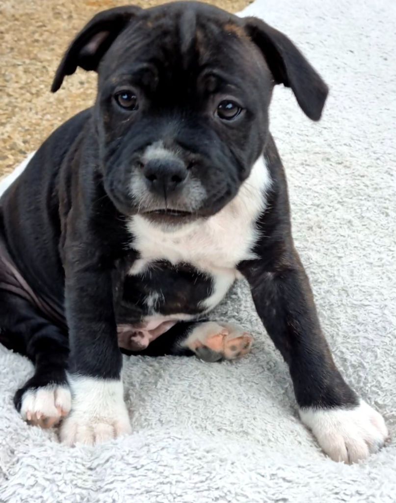 Diamond Stafford - Chiot disponible  - Staffordshire Bull Terrier