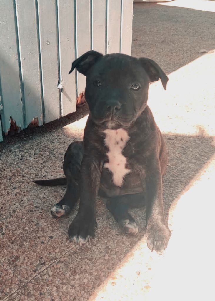 Diamond Stafford - Chiot disponible  - Staffordshire Bull Terrier