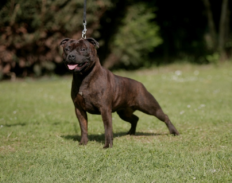 Diamond Stafford I about to cum