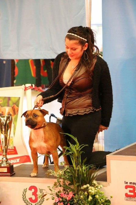 Diamond Stafford - baby 3 eme meilleur chien d ile de france