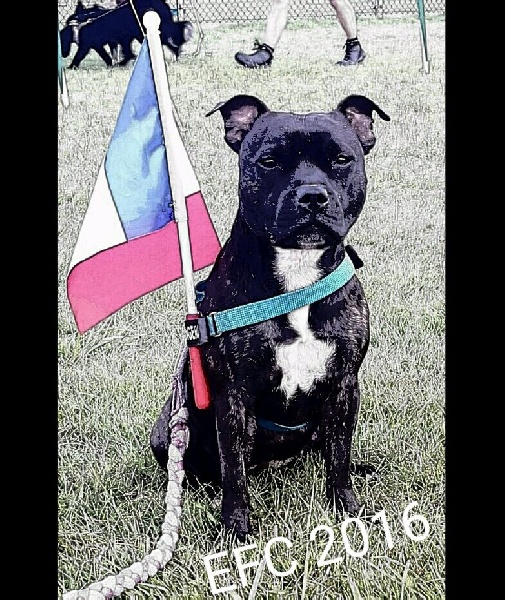 Flyball
