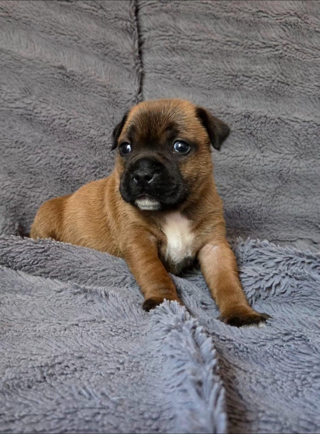 Diamond Stafford - Chiots disponibles - Staffordshire Bull Terrier