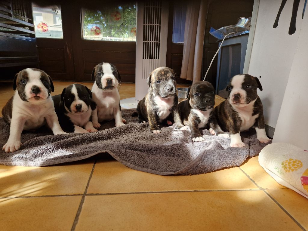 Chiot Staffordshire Bull Terrier Diamond Stafford