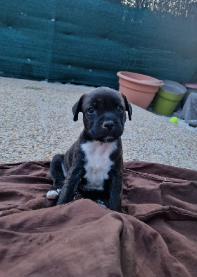 CHIOT 6