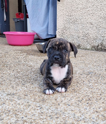 CHIOT 3